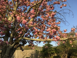 八重桜が満開です♪