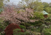 八重桜が満開を迎えます